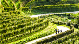 Deutsche Zimmerer auf dem Jakobsweg